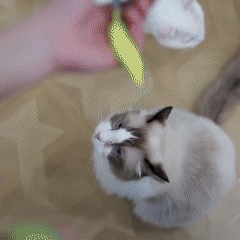 PELOTA INTELIGENTE PARA TU GATO - Centrika Market