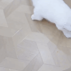 PELOTA INTELIGENTE PARA TU GATO - Centrika Market